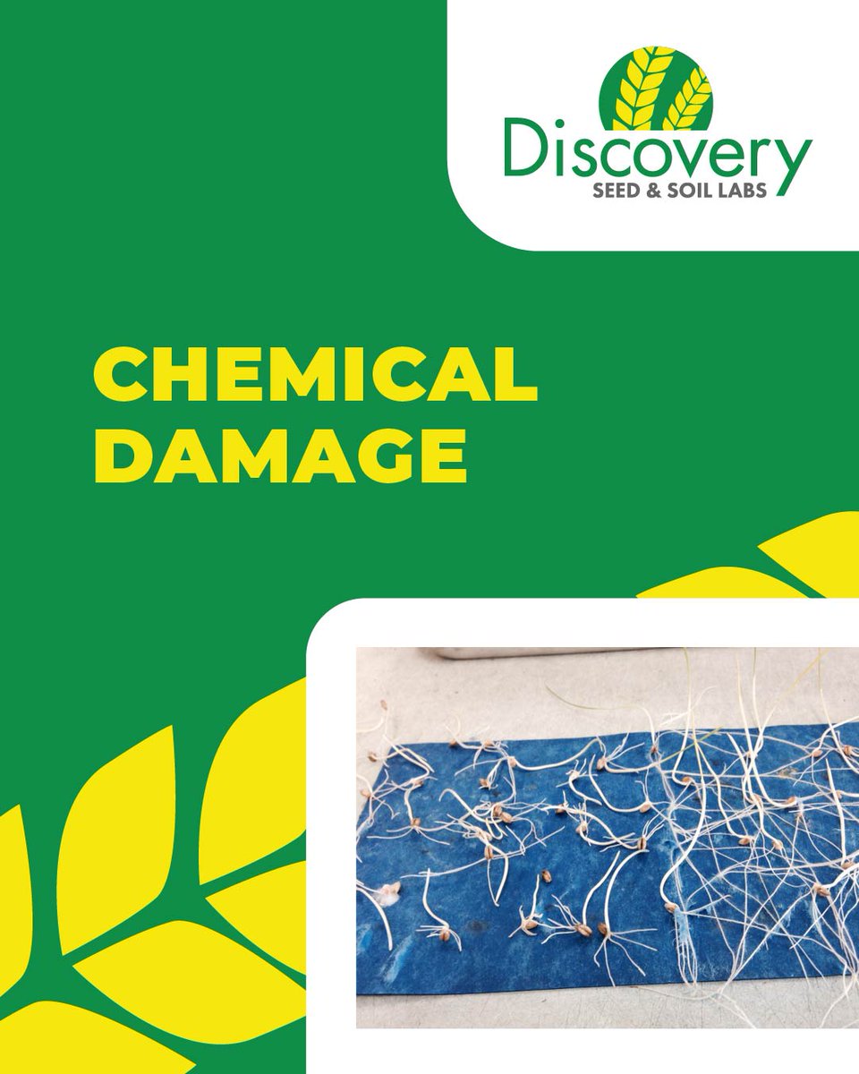If your crop was sprayed, a germination test can help give you peace of mind. As shown here, chemical injury can cause thick, stubby roots - these seedlings are considered abnormal and will lower overall germination.
👉 Visit seedtesting.com for details.