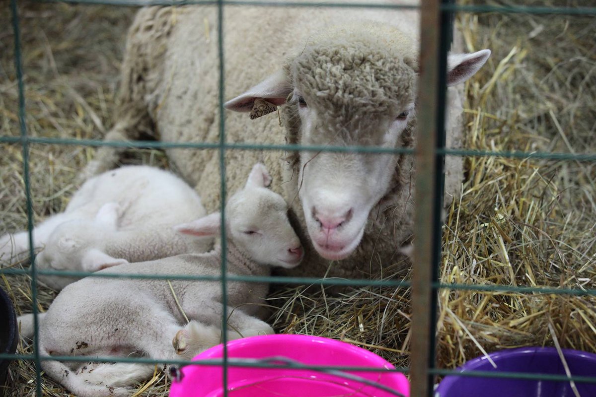 Tulsa State Fair tweet media