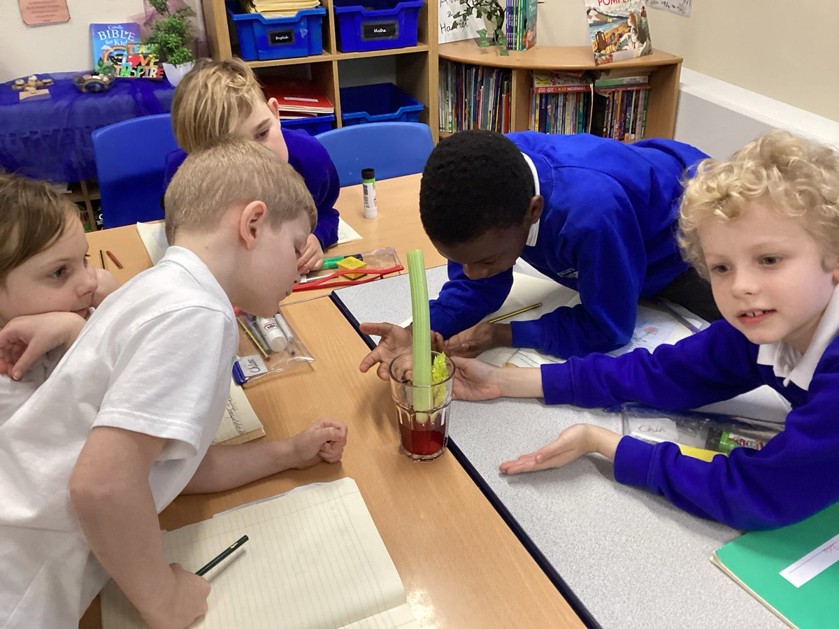 StMarksCEWigan's tweet image. This week in Science, Elmers learned and investigated about the transportation in plants.
#creatingabetterfuture