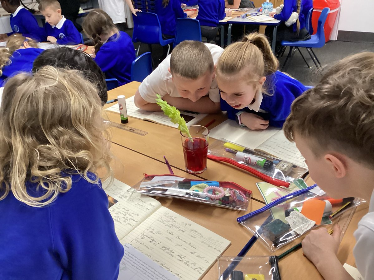 StMarksCEWigan's tweet image. This week in Science, Elmers learned and investigated about the transportation in plants.
#creatingabetterfuture