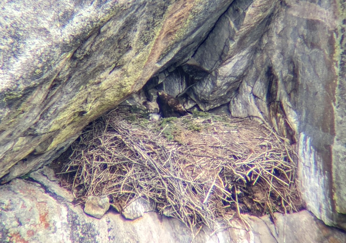 Forest Service, ARP tweet media