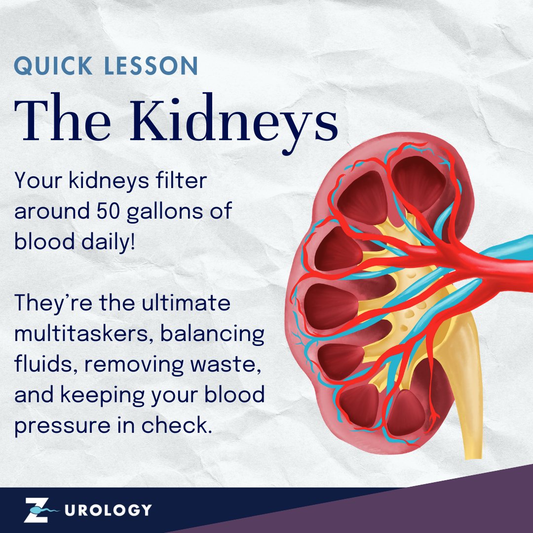 Quick Kidney Lesson! 📚 Your kidneys are some of the hardest-working organs in your body, filtering roughly 50 gallons of blood every single day. That's enough to fill an entire bathtub! 🛁

Visit zurology.com to learn more about kidney function and care.