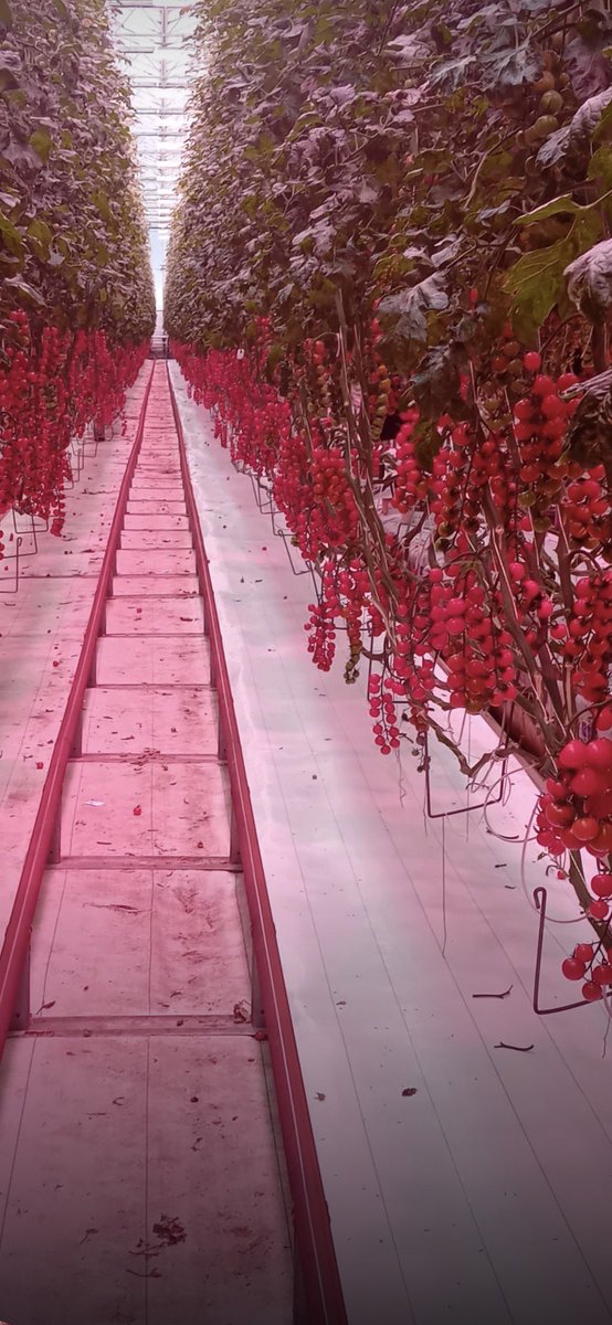Agronomysilvers's tweet photo. π
π₯π₯ππ Tomatoβs under UV lights @AgriiUK #supportbritishproduceπ¬π§ https://t.co/QN9hopH8Aj