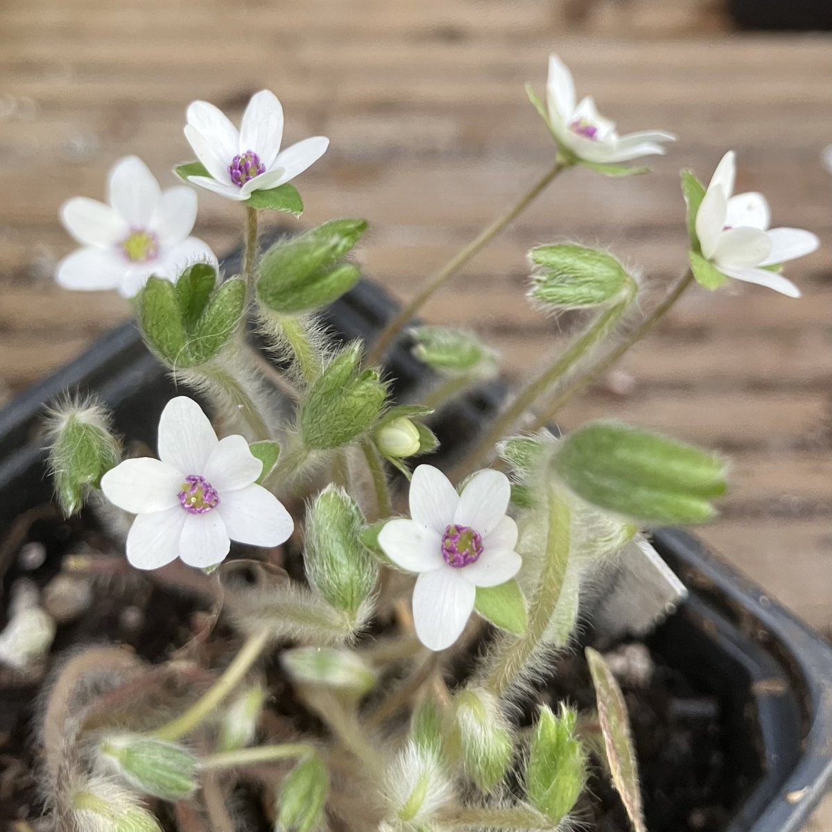 Helen Chen tweet media