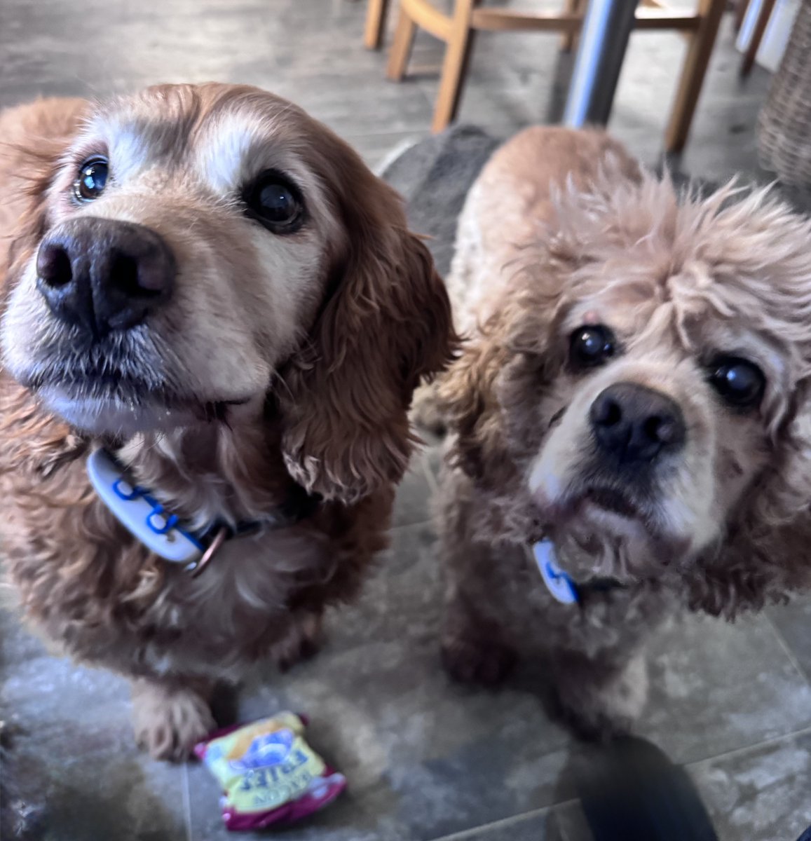 SpanielsSuper's tweet image. Hello mum 

We love you mum ♥️

We also love Bacon Fries 

#SharingIsCaring  #PleaseMum