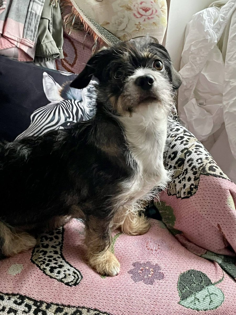 Missy is currently in #Essex but looking for her forever family.  Unfortunately Missy's owner has a health problem so she needs to find a new home. She has been in a home environment for several months
finalstoprescue.co.uk
#Chelmsford #Colchester #Braintree #Kent  #Suffolk