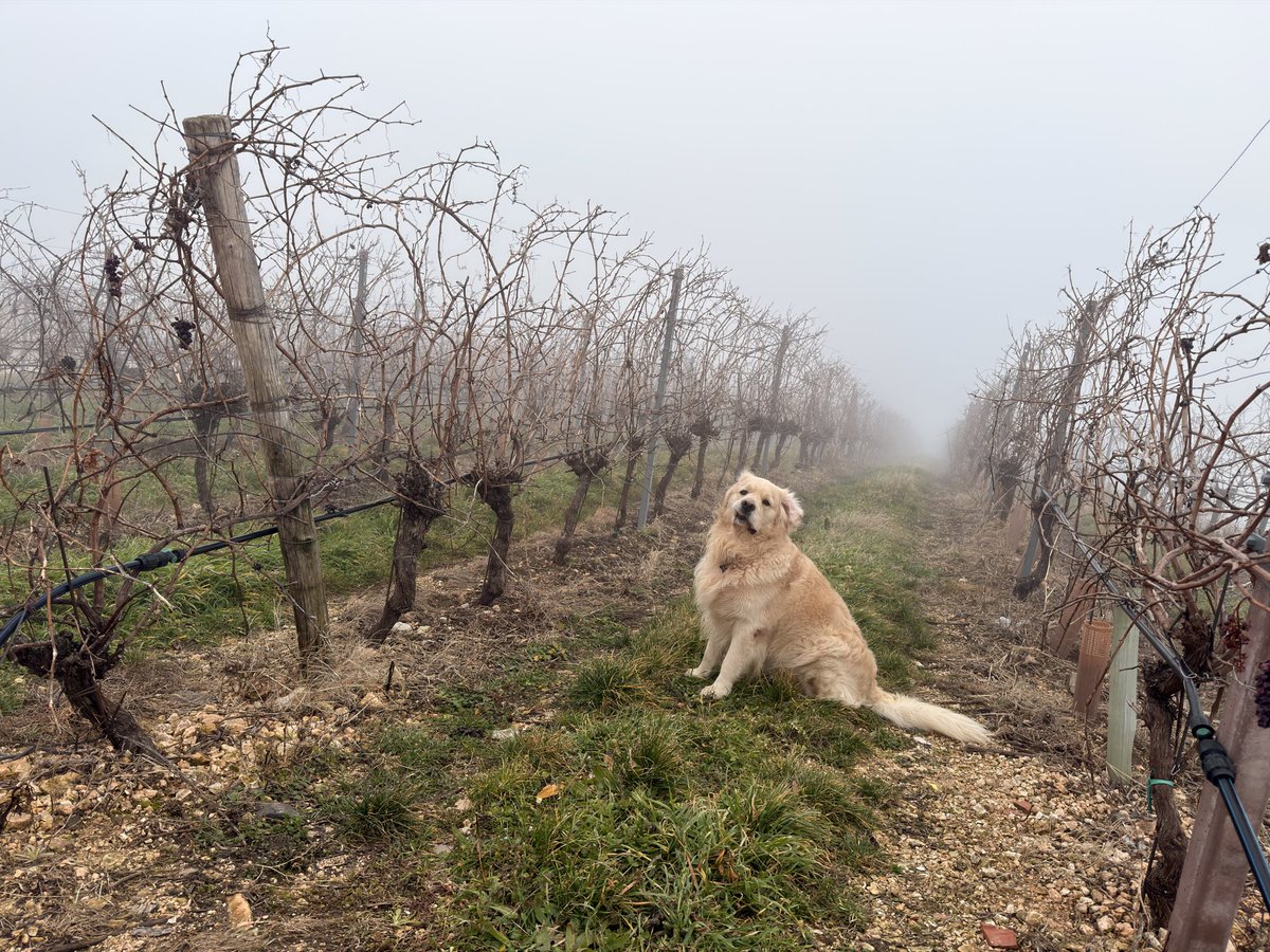 CaBottaVini's tweet photo. Lost in the clouds today at Tenute Ca’ Botta 🌫️🍇
Our Valpolicella hills are dreaming in mist— Pure magic in every sip! 😊
Come join the dream—book a guided tour &amp; tasting with us!
https://t.co/Rsa4Emr7yV
#ItalianWine #Valpolicella #WineTour https://t.co/tYnegbPk4O