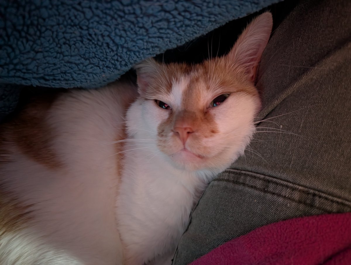 FartyCheddarCat's tweet photo. Under blanky
In my place
I makes a skwishy
Cuddle face
Da blanky lifts
Da mama peeks
She tikkles boff
My skwishy cheeks
I starts to purr
Asleep I fall
As I kurls up
In skwishy ball
#Cheddarpoetry #SkwishyCuddleFace #SkwishyCheezBall #MamaGoedAwww #SheWakedMe #DatNotNice https://t.co/IL6M5ooaMU