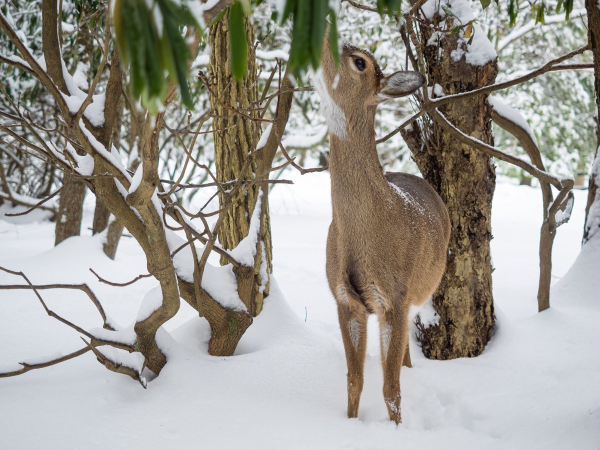 Cold temperatures and winter weather change how wildlife finds food. In winter, white-tailed deer rely on woody plants and evergreen browse to get through the season.

📷 Jay Huron