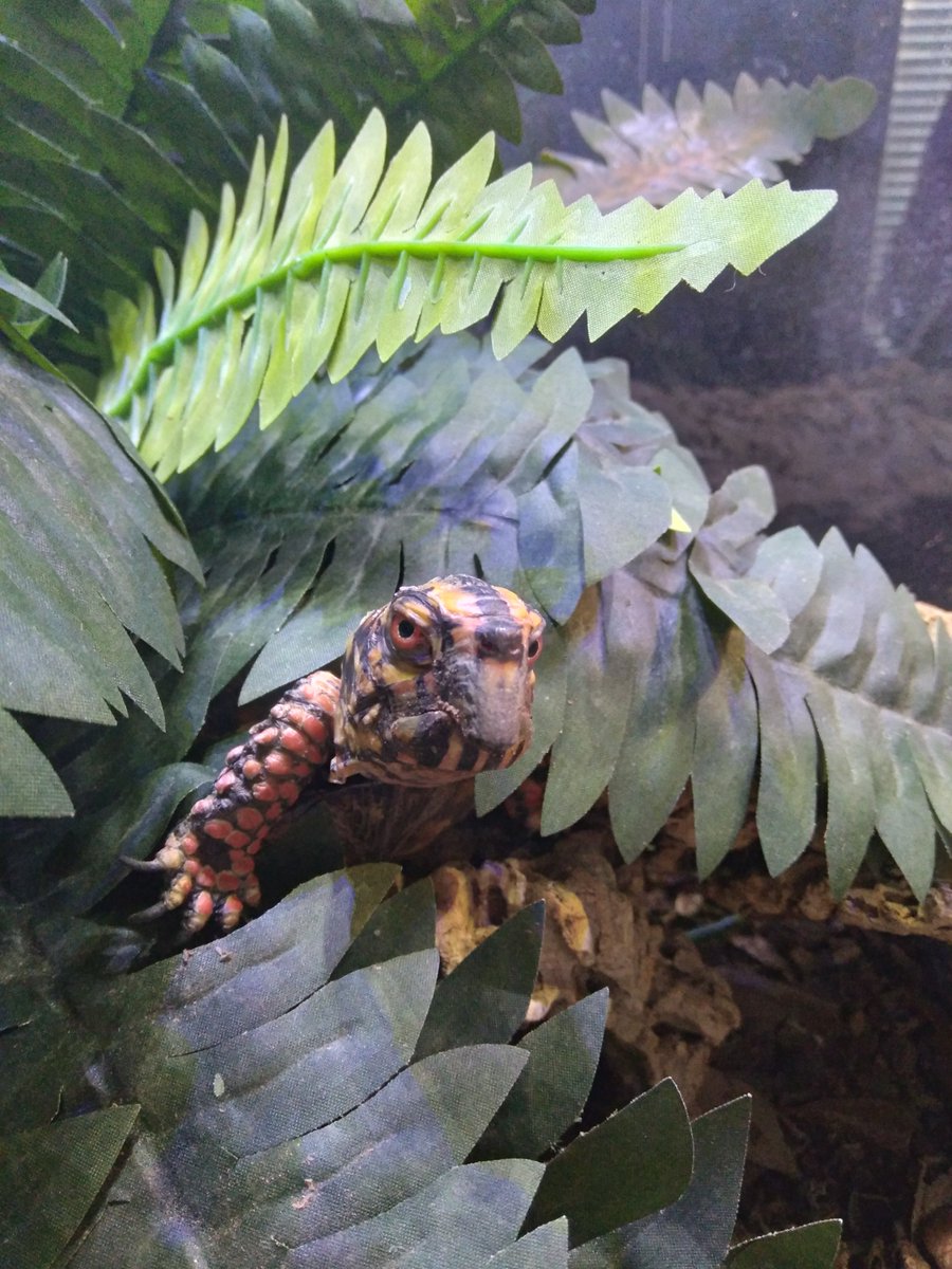 AngeladerisoA's tweet image. Between the struggles of moving and an art block, I have this young man to keep me on my toes. Sometimes he does things that are priceless, like peeking among the fake ferns. #turtles #boxturtle #reptiles