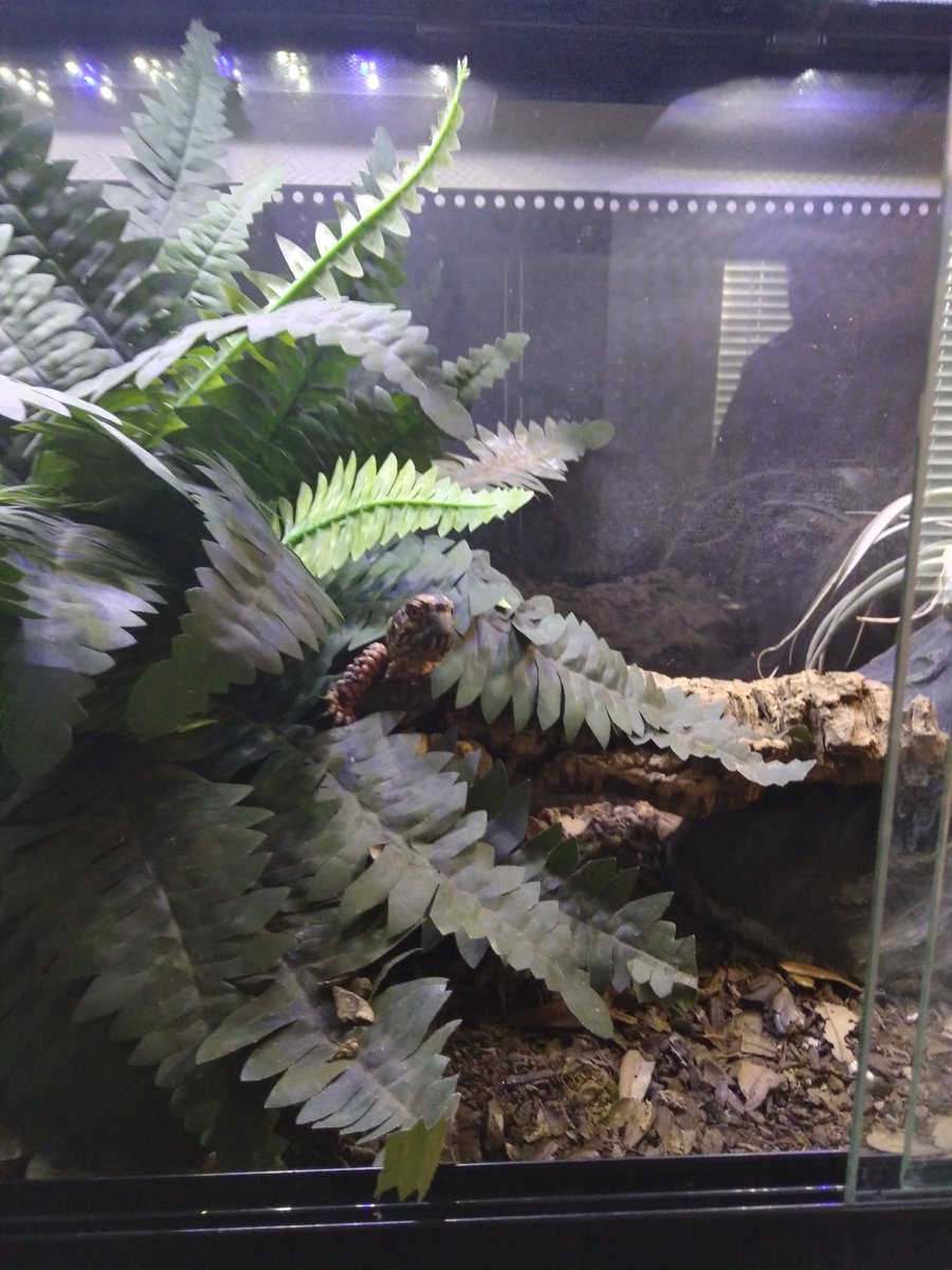 AngeladerisoA's tweet image. Between the struggles of moving and an art block, I have this young man to keep me on my toes. Sometimes he does things that are priceless, like peeking among the fake ferns. #turtles #boxturtle #reptiles