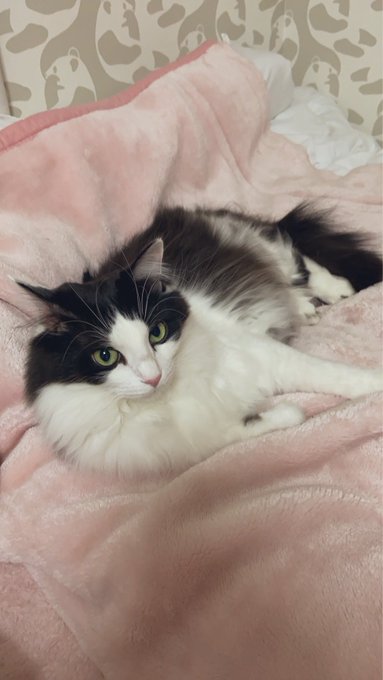 さっきまで、主のヘタクソな抱っこトレーニングに嫌気がさしてたのに、一緒に寝てくれるんだって。ありがとLたん。 