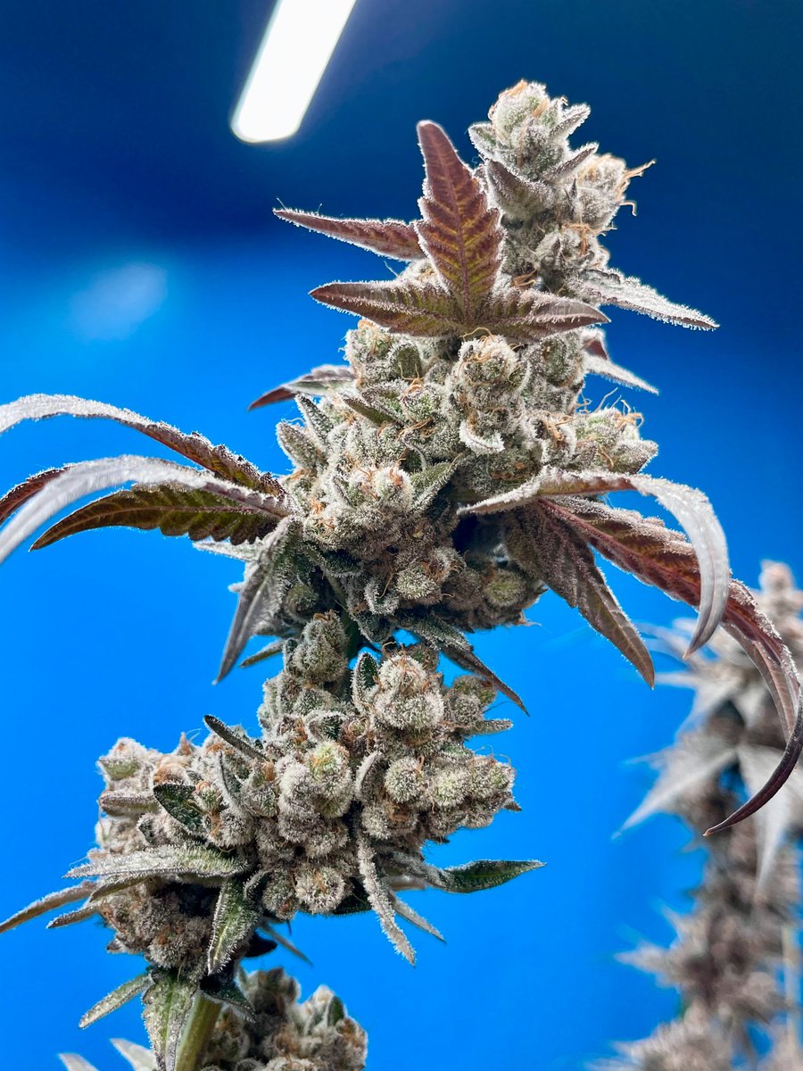 High Times tweet media