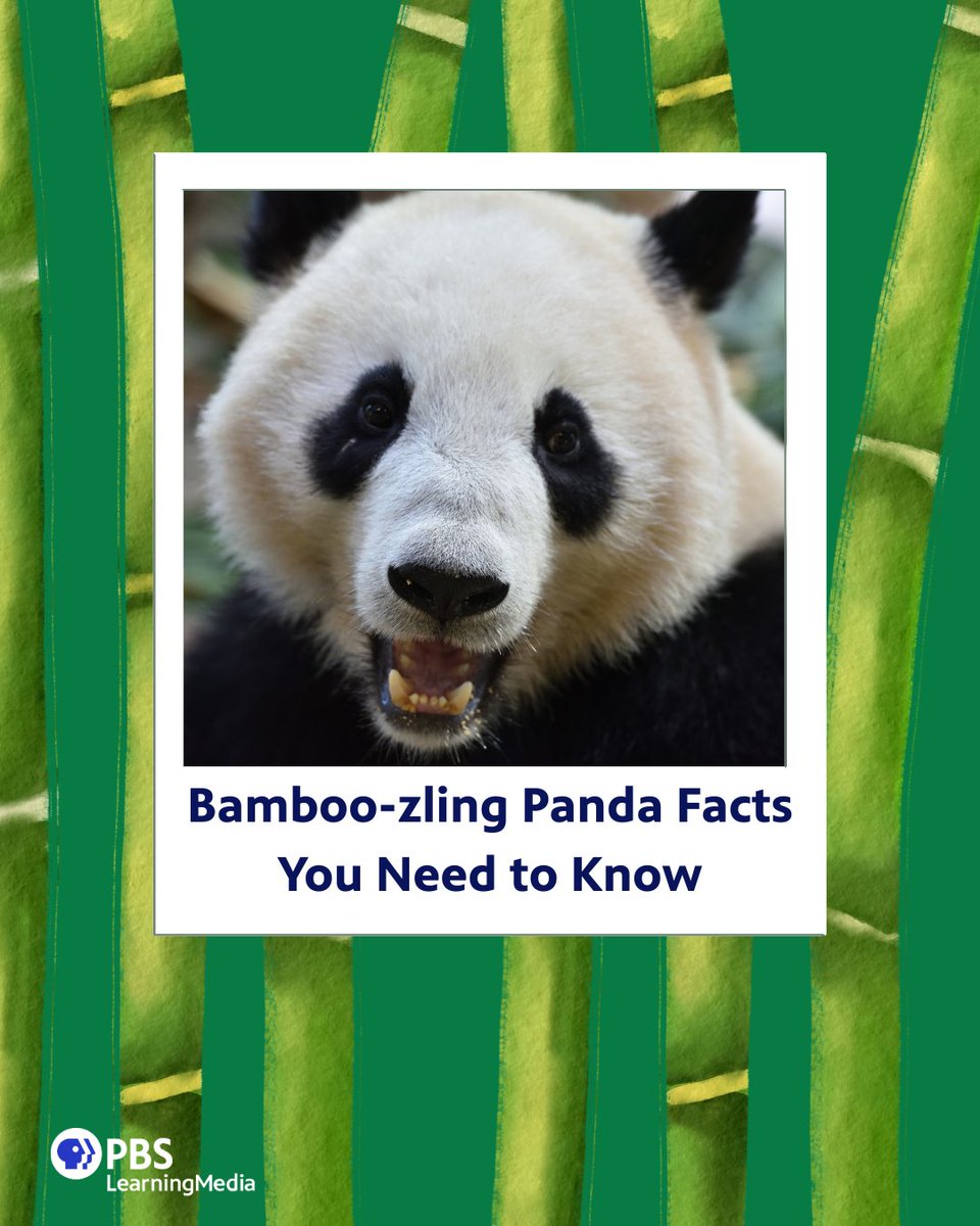 pbsteachers's tweet photo. Did you hear? Giant pandas are no longer endangered! 🐼

Celebrate this incredible conservation milestone with your students through the story of Xiao Liwu, the San Diego Zoo panda born on July 9, 2012. 

Resource: https://t.co/xQxQACMCAl https://t.co/jnTLVFvE1q