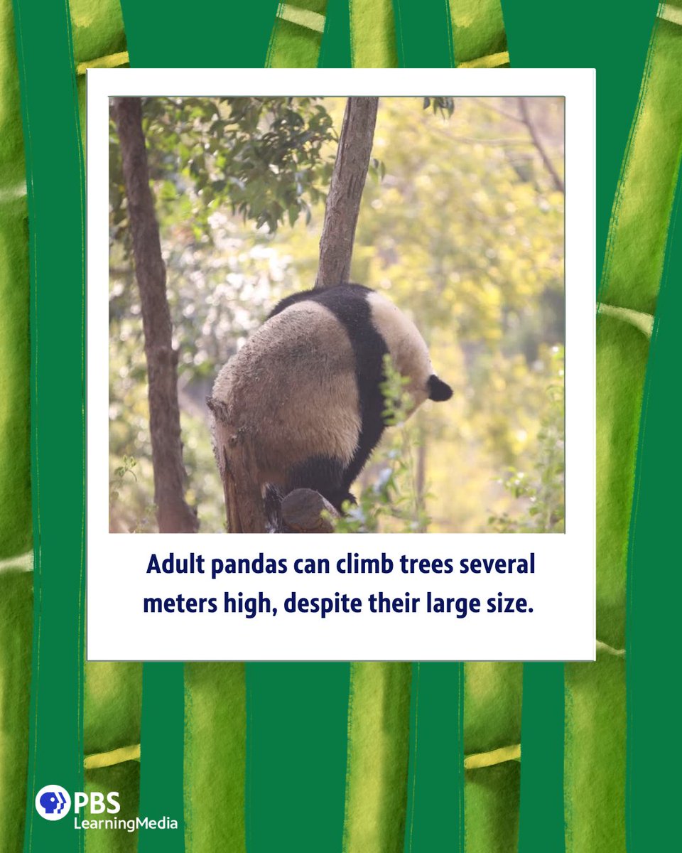 pbsteachers's tweet photo. Did you hear? Giant pandas are no longer endangered! 🐼

Celebrate this incredible conservation milestone with your students through the story of Xiao Liwu, the San Diego Zoo panda born on July 9, 2012. 

Resource: https://t.co/xQxQACMCAl https://t.co/jnTLVFvE1q