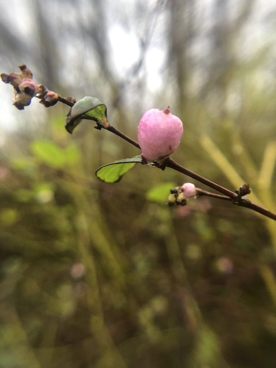 apirie2104's tweet image. #FlowersOnFriday #springisnear