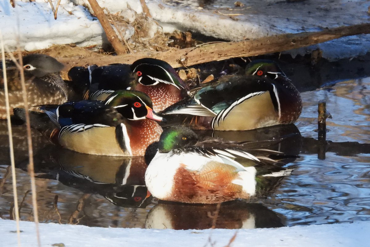 Larry Gaugler tweet media