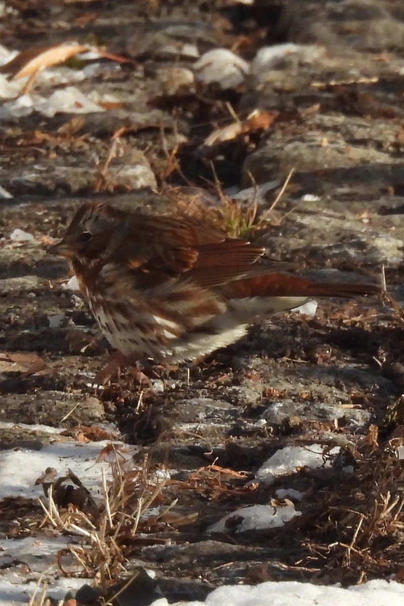 Larry Gaugler tweet media