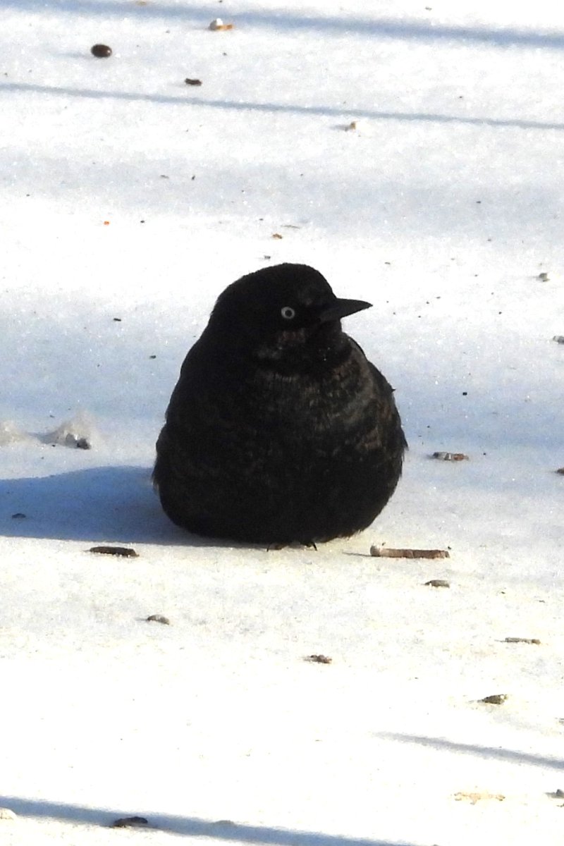 Larry Gaugler tweet media