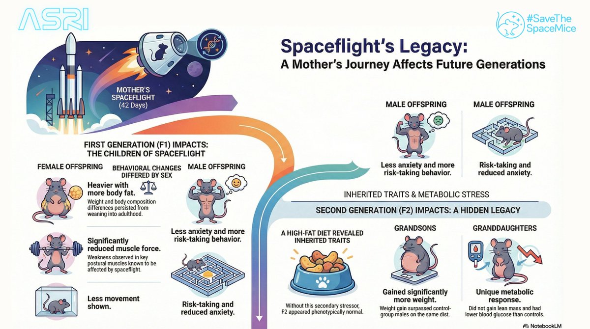 ASRI4Space's tweet photo. 💫 What happens in space doesn’t--and shouldn’t--stay in space.
🧬 ASRI scientists are uncovering how spaceflight stress can be inherited across generations, affecting behavior, metabolism, and resilience.
Learn how today’s missions shape tomorrow’s life. 
Check out our video here 👉 https://t.co/mIt3bfaXLV

#SaveTheSpaceMice #ASRI #ArtemisII #Astrobiology #FutureOfSpace