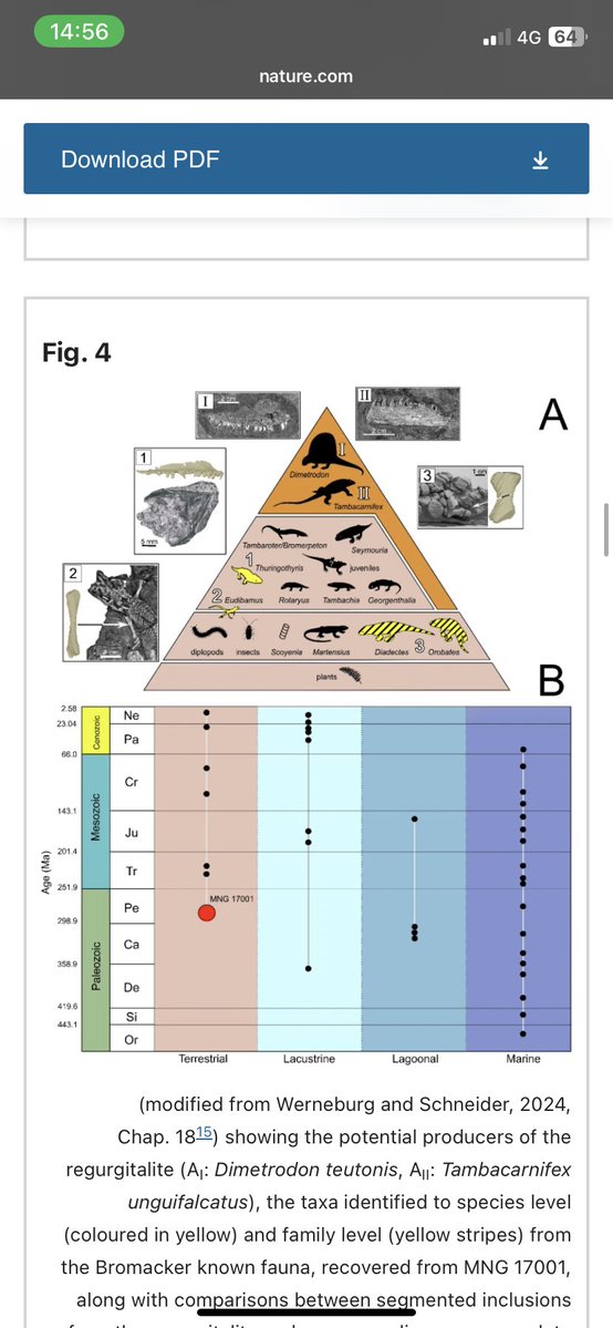It's Finally here!!
My first Paper is out, dealing with the oldest fossilised regurgitation from a terrestrial ecosystem!
So happy to Finally see this work published!
😍😍😍
