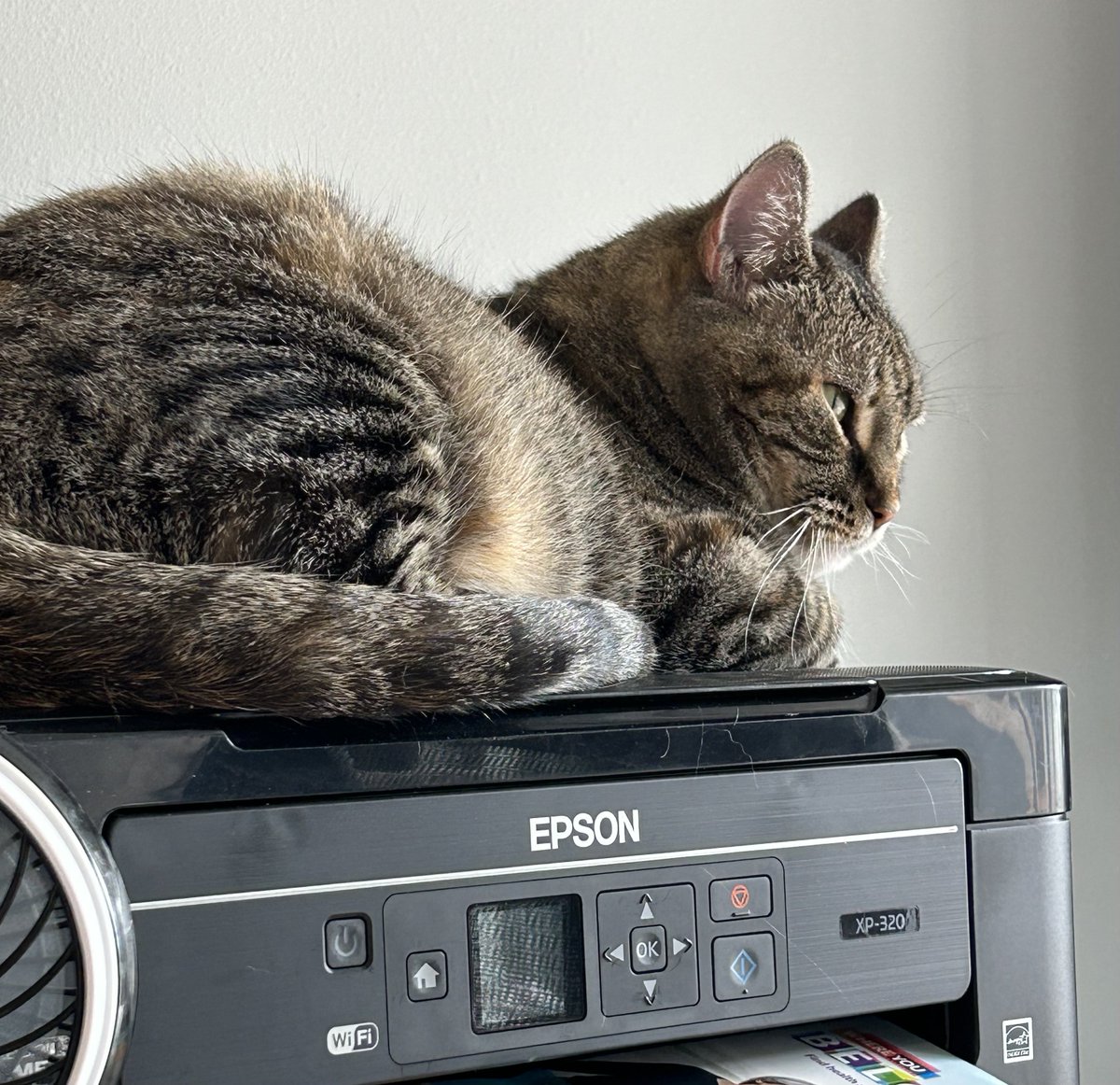 ElliesLilBelly's tweet photo. @codakitten @lady_tara I LOVE PINTER IT IS LIKE MINE SVENTH FAVORITE BED https://t.co/cZH8rzfEJo