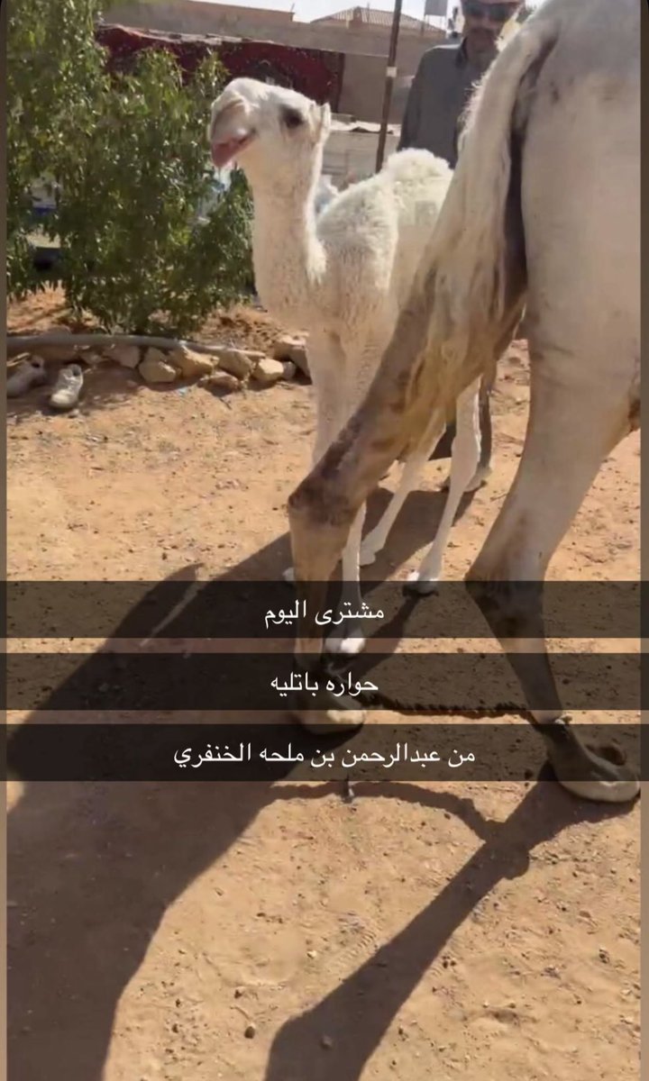 thebalq's tweet photo. #مشترى عبدالكريم الميزاني حوارة باتلية من عبدالرحمن بن ملحه الخنفري . https://t.co/86cgLBCrli