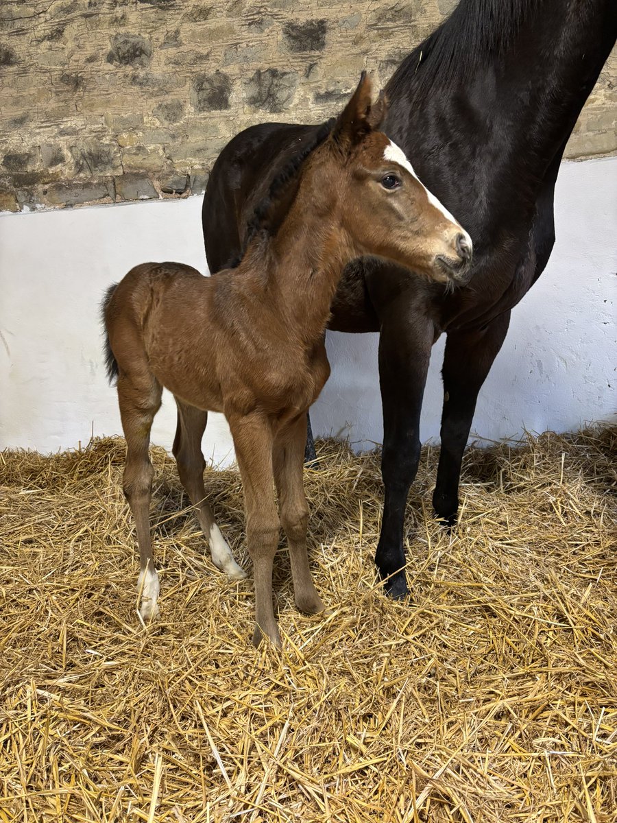 Nick Pocock tweet media