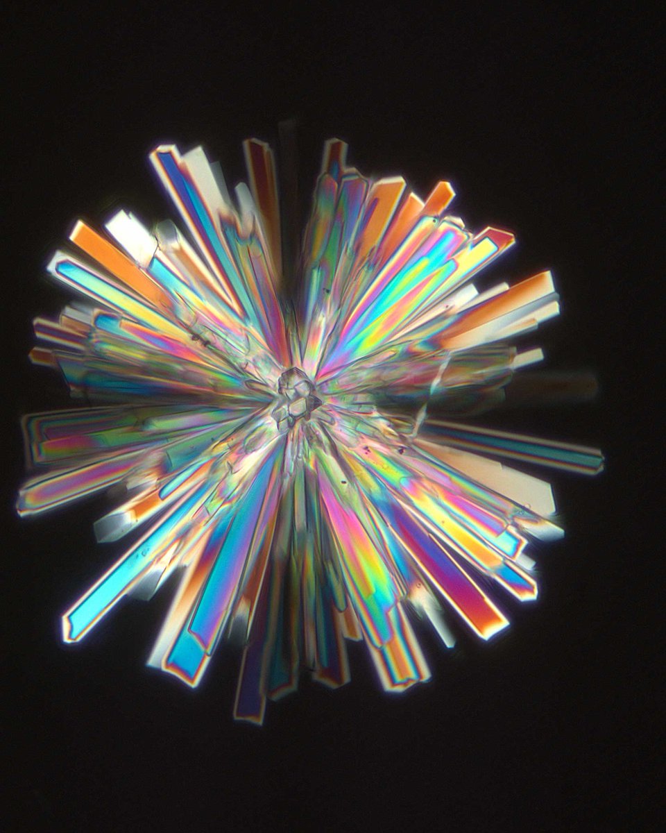 zeiss_micro's tweet image. Winter is not a season. It’s a pattern. ❄️🔬
Across materials science and biology, the same geometries repeat.
Branching. Layering. Crystallizing.
Which #microscopy image feels most “winter” to you, and why?
#WinterAesthetics #ZEISSMicroscopy