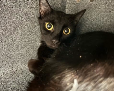 HollywoodDogs's tweet image. Sammy, a 3 1/2-year-old black cat at an overcrowded shelter in #Tulsa, #OK, needs a forever home, a foster home, or rescue adoptapet.com/pet/47000851-t… #URGENT #blackcat #AdoptableCatofDay 🐈‍⬛