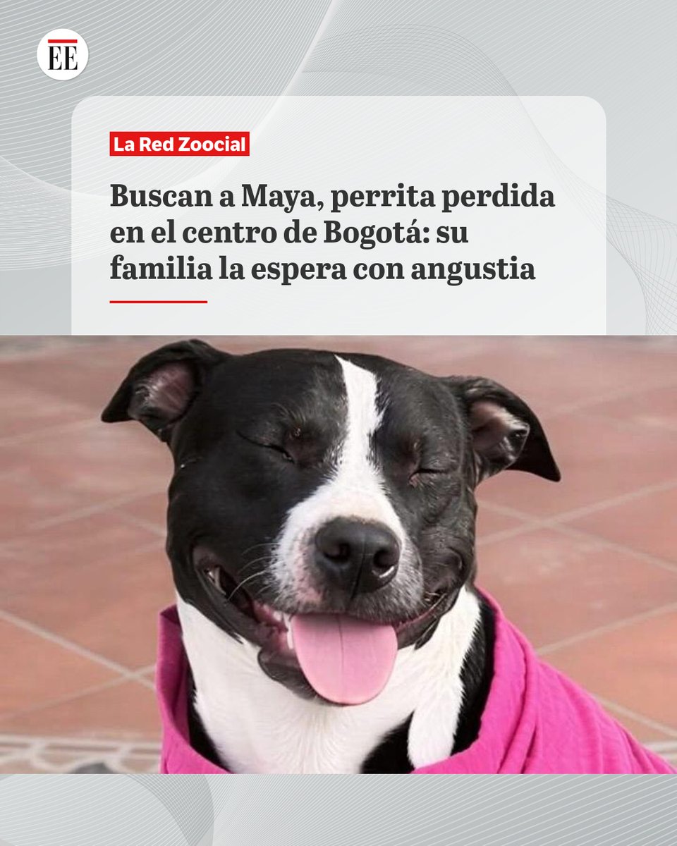 #EE | Desde el 31 de diciembre, la familia de Maya vive días de angustia tras la desaparición de la perrita en el centro de Bogotá.
ok.me/IEMO1👇🔗