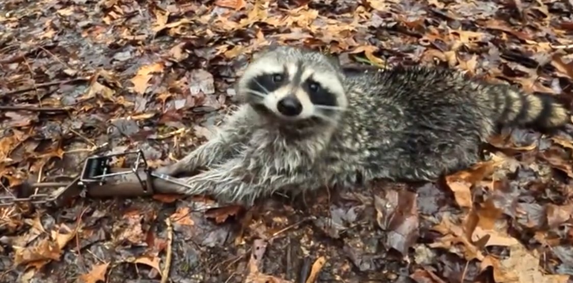 Kristina Snyder Ⓥ tweet media