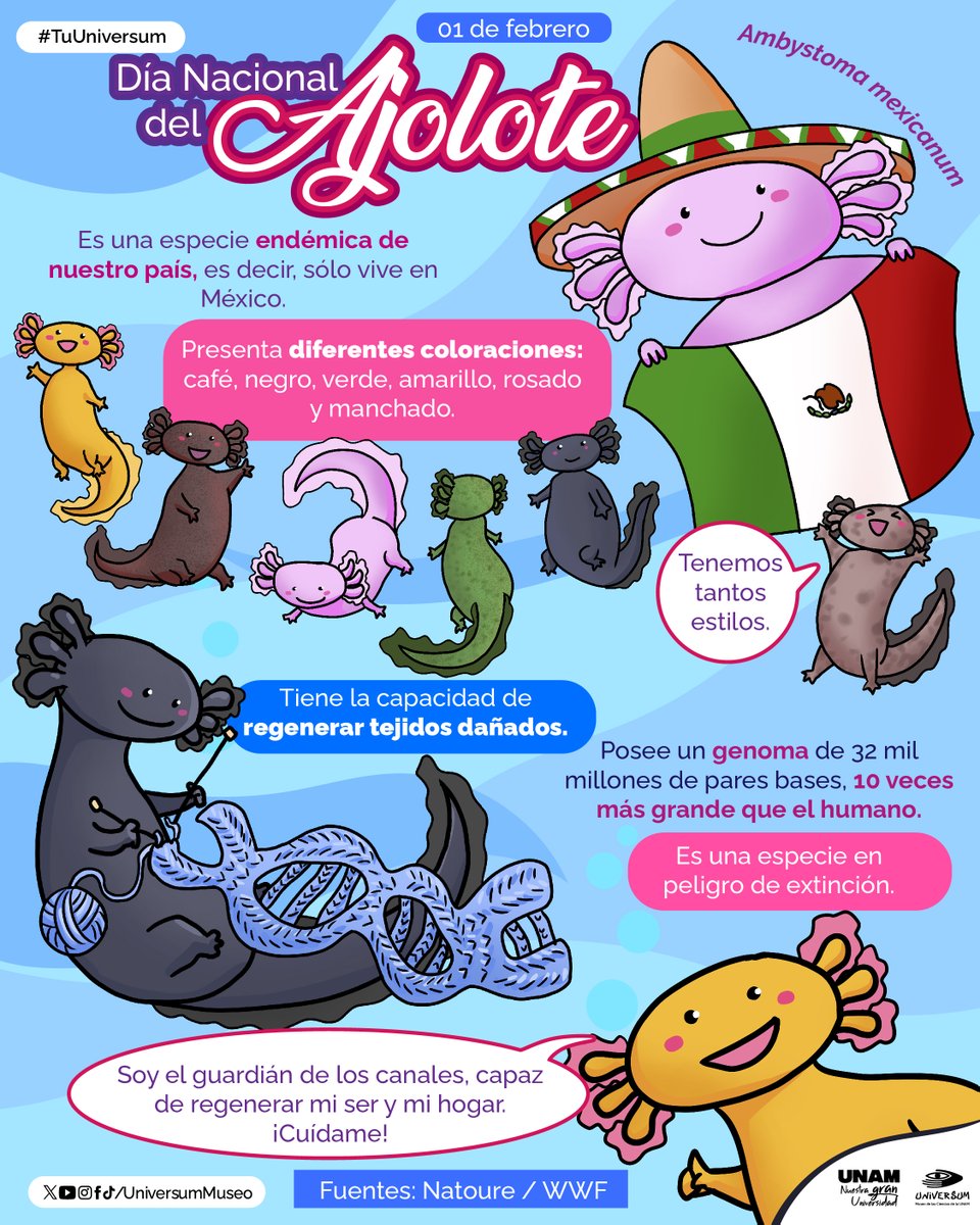 UniversumMuseo's tweet image. #UnDíaComoHoy celebramos a los ajolotes 🩷❤🩶🤎💚💛

#TuUniversum