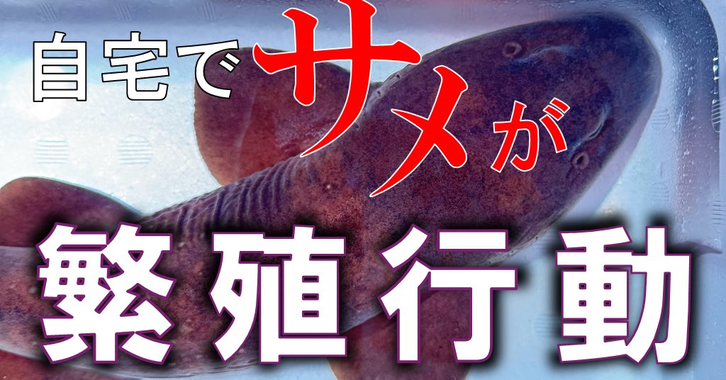 san_koh_kumo's tweet photo. YouTube初投稿しました！！ https://t.co/dEQ4Nsp63K
