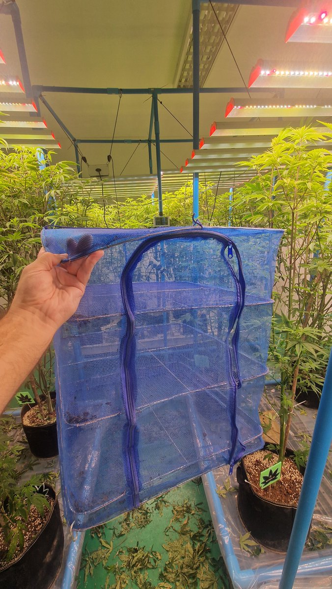 Friends, I need your help⚠️
Looking for some canna🌱 expert opinions here.

What’s the best way to dry cannabis🪴 flowers if the goal is to preserve color, aroma, and overall quality as much as possible?
I’ve read a ton of takes on this over the years, and we’ve tested several