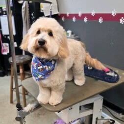 FurtasticPet's tweet image. When it's chilly outside, our salon is always warm and cozy...perfect for a relaxingz spa day! #aurorapetgrooming #doggyspa #doggrooming #cutedogs #dogs lakewoodpetgrooming.com