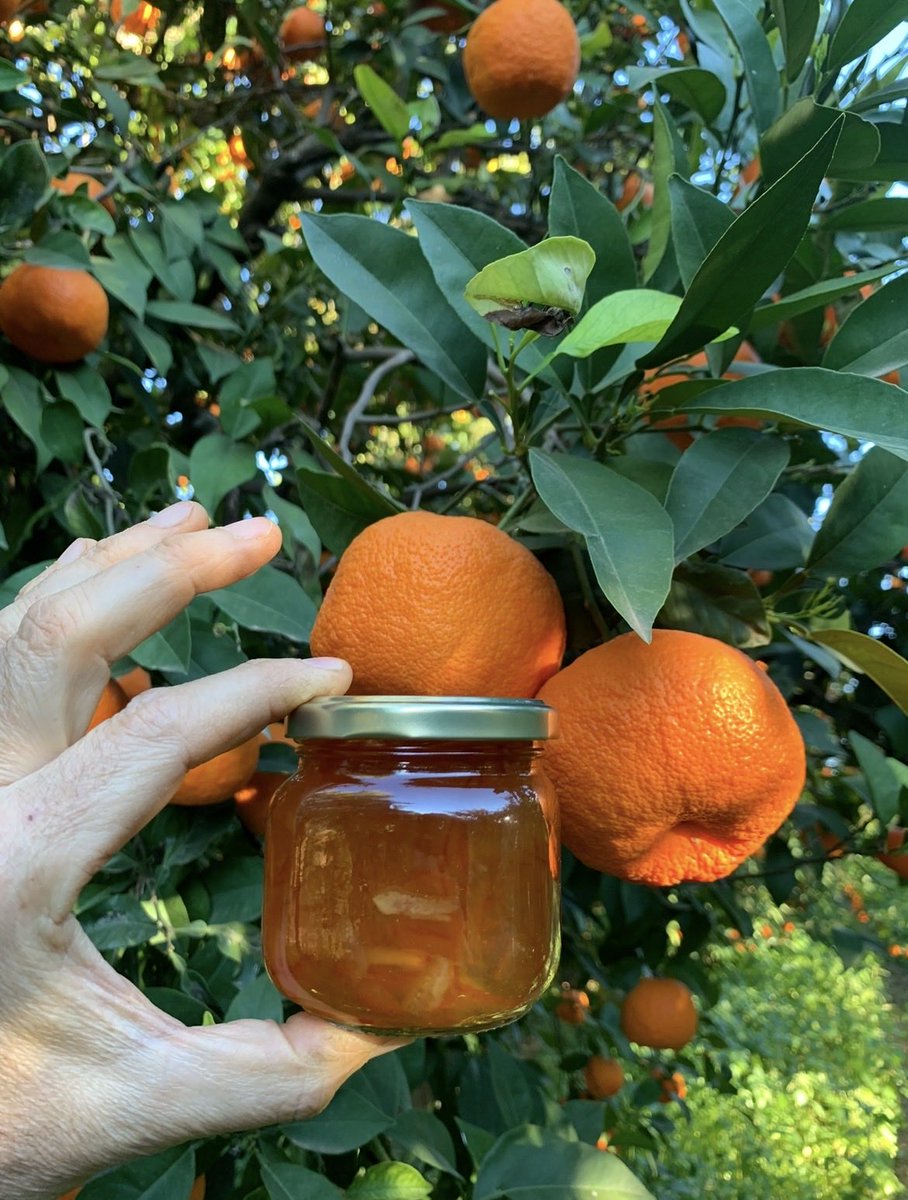 Gospa Citrus tweet media