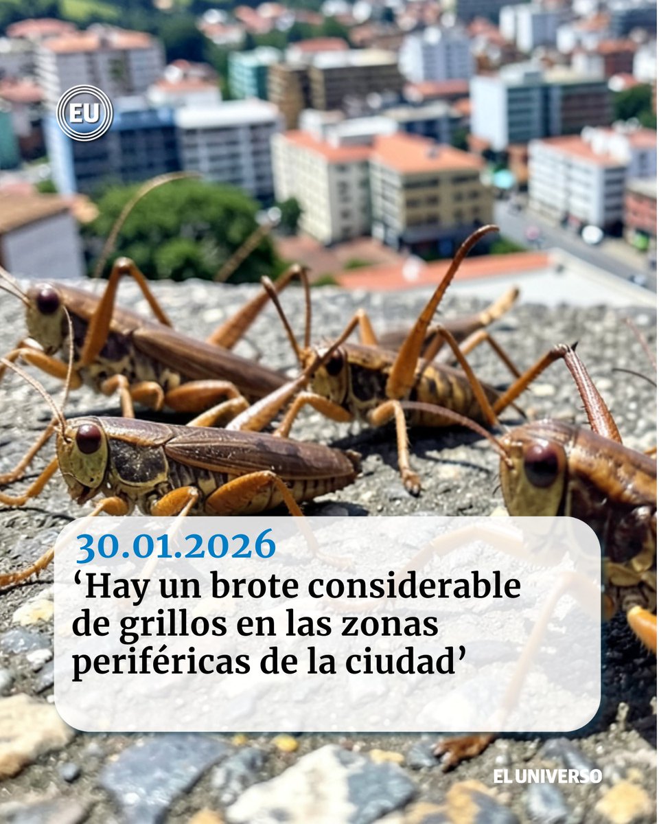 eluniversocom's tweet photo. 👉🏻https://t.co/wVZCQFytuW | ‘Hay un brote considerable de #grillos en las zonas periféricas de la ciudad’: el impacto de la expansión urbana de #Guayaquil en el ecosistema https://t.co/QnZcNJy6J4