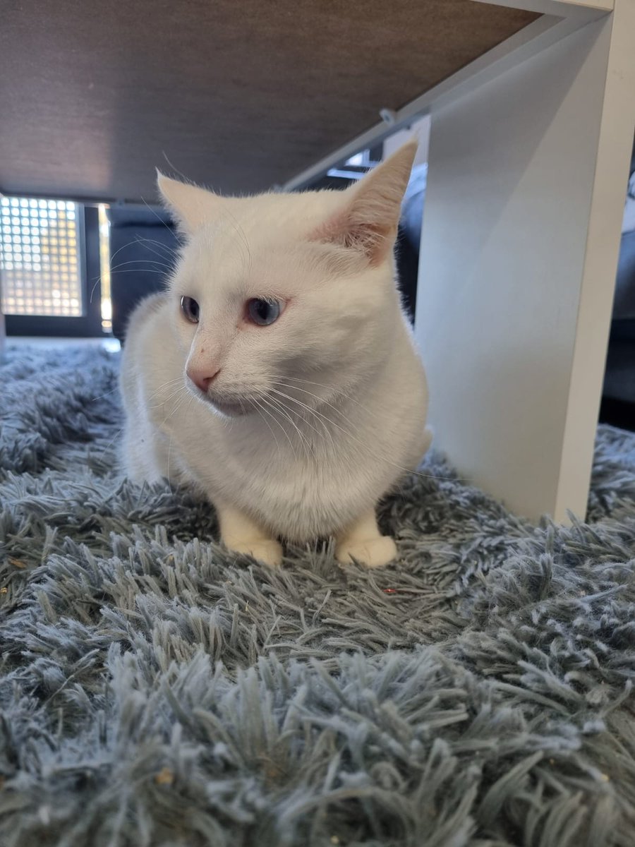 #Adopció conjunta Jazz i Blues 🐱🐱💜
Adopció solidària (només xip). Testades, vacunades i esterilitzades. Poden viatjar.
WhatsApp ☎️ 646689901
Van venir de Cadiz fa uns mesos, han avançat molt en socialitzar, hi haurà assessorament. No volem que vagin a una protectora #Deltebre