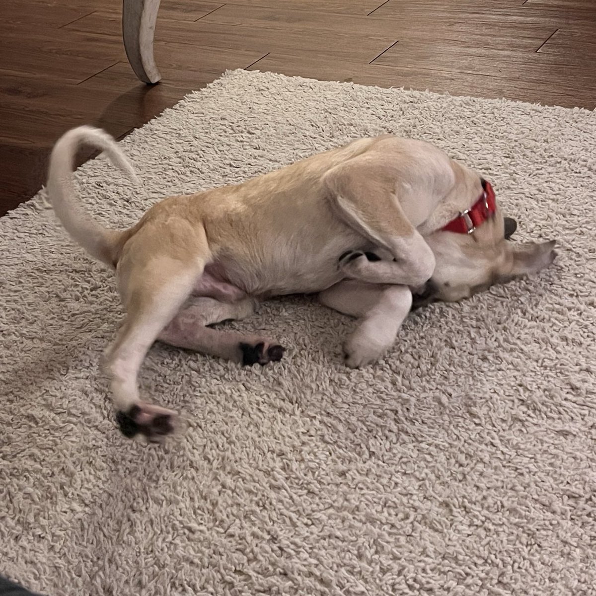 Aggieland Humane Society tweet media