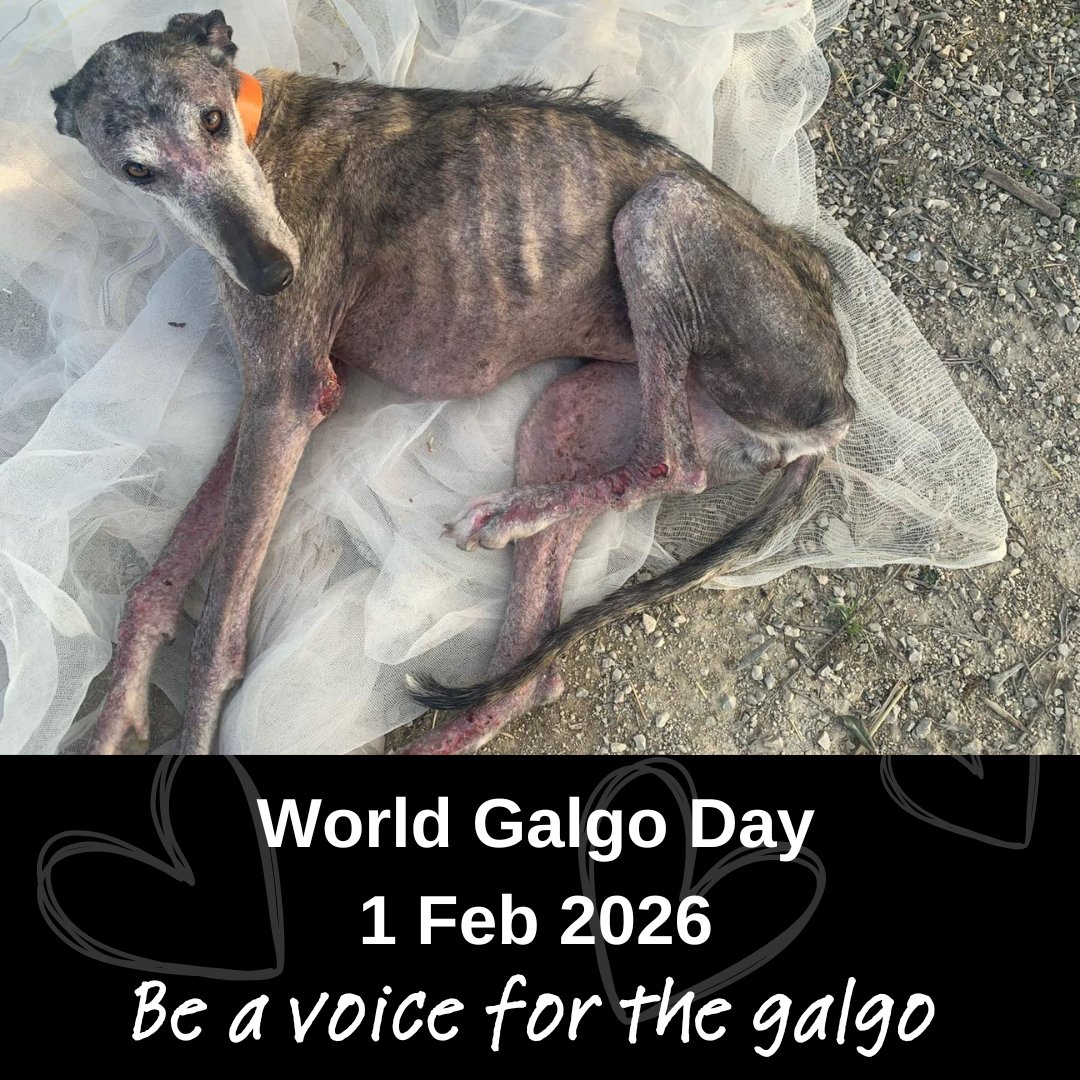 Today is #WorldGalgoDay - the end of hunting season in Spain. 1000s of galgos are bred to hunt, suffer fear &amp; cruelty &amp; are abandoned or killed when no longer useful. They deserve better. Please RT. Donate if you can 🙏
 justgiving.com/charity/gin
#DiaDelGalgo #Galgo #Greyhound