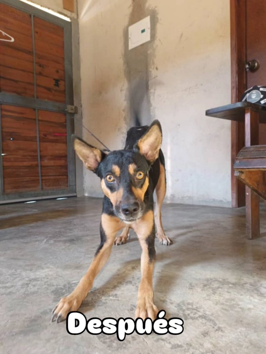 Adopta ♥️ el perrito rescatado en MachoMuerto en #Porlamar está listo para ser parte de un hogar. Tamaño mediano pequeño. #adopta #islademargarita