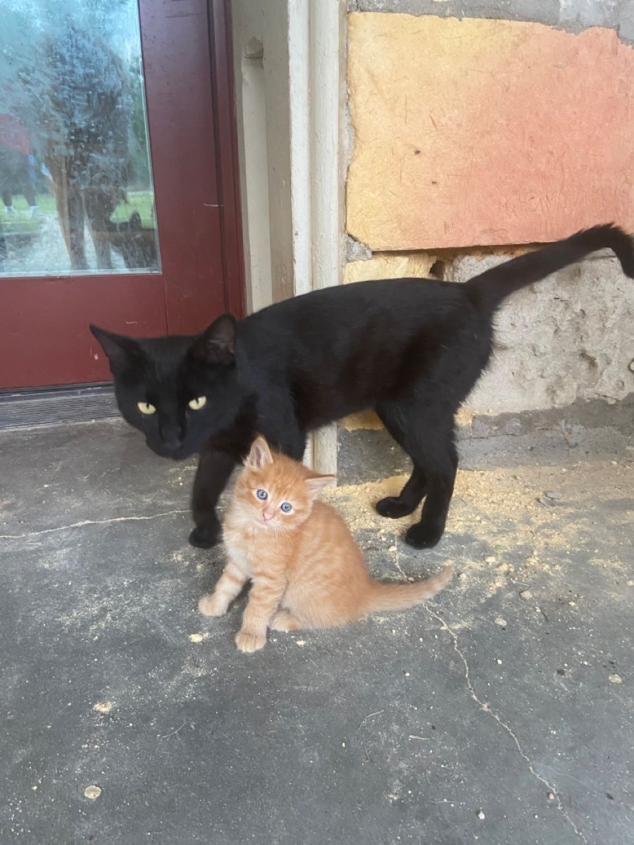 Black cats are not bad luck (@visualscat) on Twitter photo 