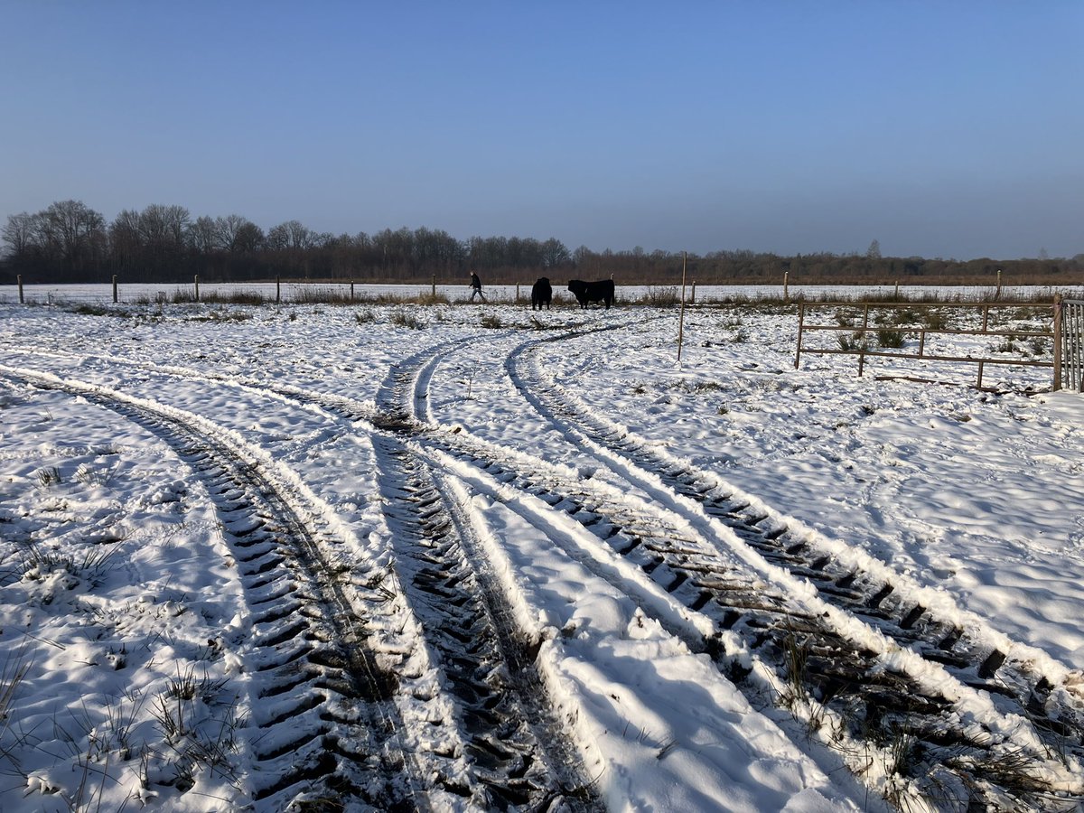 bhietberg's tweet photo. Stier verdoven om in veiligheid te brengen voor de wolf  
Alle koeien en kalveren zijn gedood .. nog twintigtal stieren die inmiddels behoorlijk agressief zijn
#natuurkoeien
 einde #begrazing #elperstroom nabij 
Wil Nederland dit echt, natuur zonder begrazing? https://t.co/VRLIFmnd6d