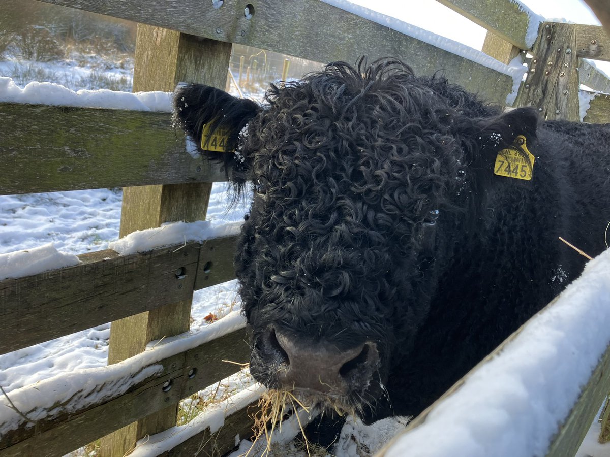 Stier verdoven om in veiligheid te brengen voor de wolf  
Alle koeien en kalveren zijn gedood .. nog twintigtal stieren die inmiddels behoorlijk agressief zijn
#natuurkoeien
 einde #begrazing #elperstroom nabij 
Wil Nederland dit echt, natuur zonder begrazing?