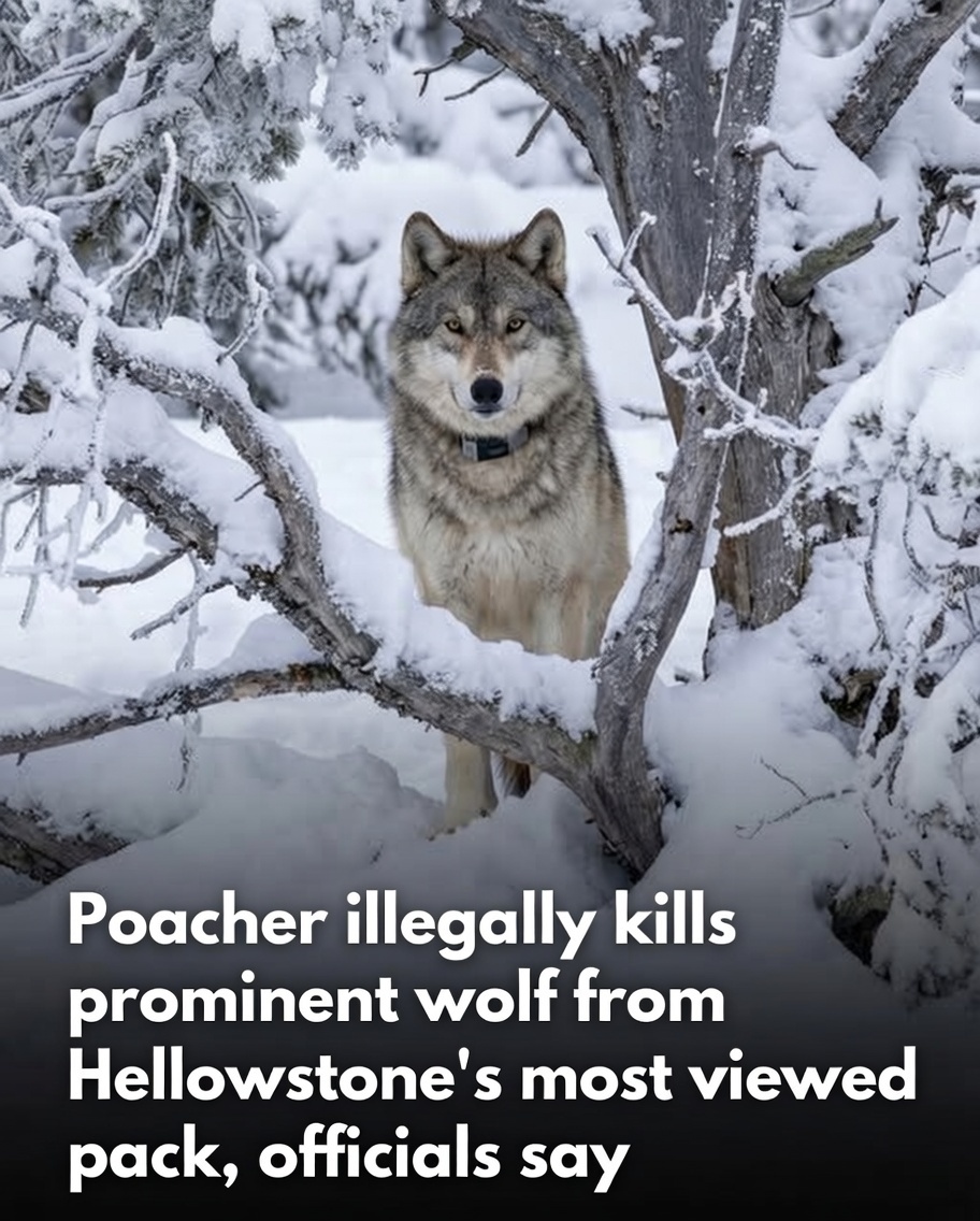 A poacher has illegally killed one of Yellowstone National Park's most prominent and beloved wolves, dealing a serious setback to conservation efforts and the scientific monitoring of the region's iconic wolf population.

The victim was Wolf 1478F, a young female gray wolf born