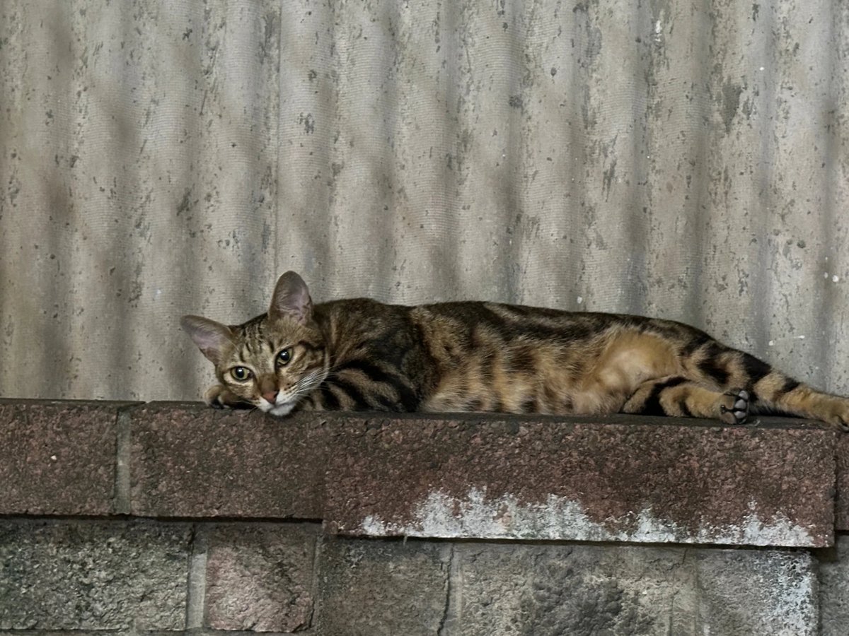 byowy9's tweet photo. 私が料理をしている間、餌を与えている野良猫たちが私と一緒にいてくれます https://t.co/9czyaCUYfD