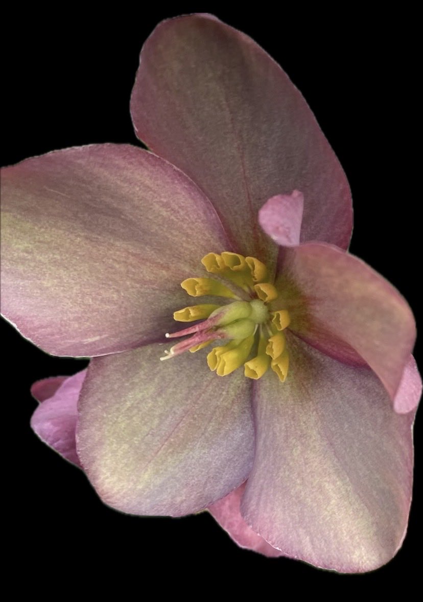 jlVickers47's tweet photo. #FlowersOnFriday #JanuaryFlowers https://t.co/spAcT6fcsV
