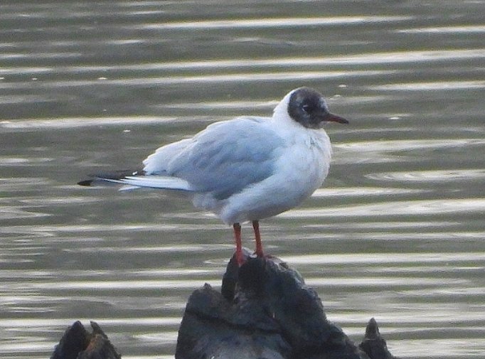 GordonBlackett's tweet photo. 600+ Black-headed Gulls gathered to roost on the river near Willington, County Durham at dusk today. Quite a few birds were almost in full breeding plumage. @teesbirds1 @DurhamBirdClub https://t.co/55dXd5Sfnh