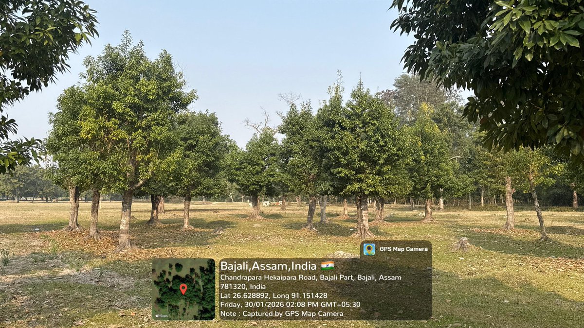 MssoSilk's tweet photo. Scientist from CSB MESSO P3 Unit, Kowabil, Kokrajhar, BTC, Assam visited the ASR field at Bajali Sericulture Farm on 30.01.2026 for crop inspection and technical guidance on brushing and scientific Muga rearing.
With 74 bighas of Som plantation and a pollution-free environment, the farm is well suited for sustainable Muga rearing by local farmers.
 @DrChanotra @IfsSivakumar @PIBTextiles @csbmot @TexMinIndia
